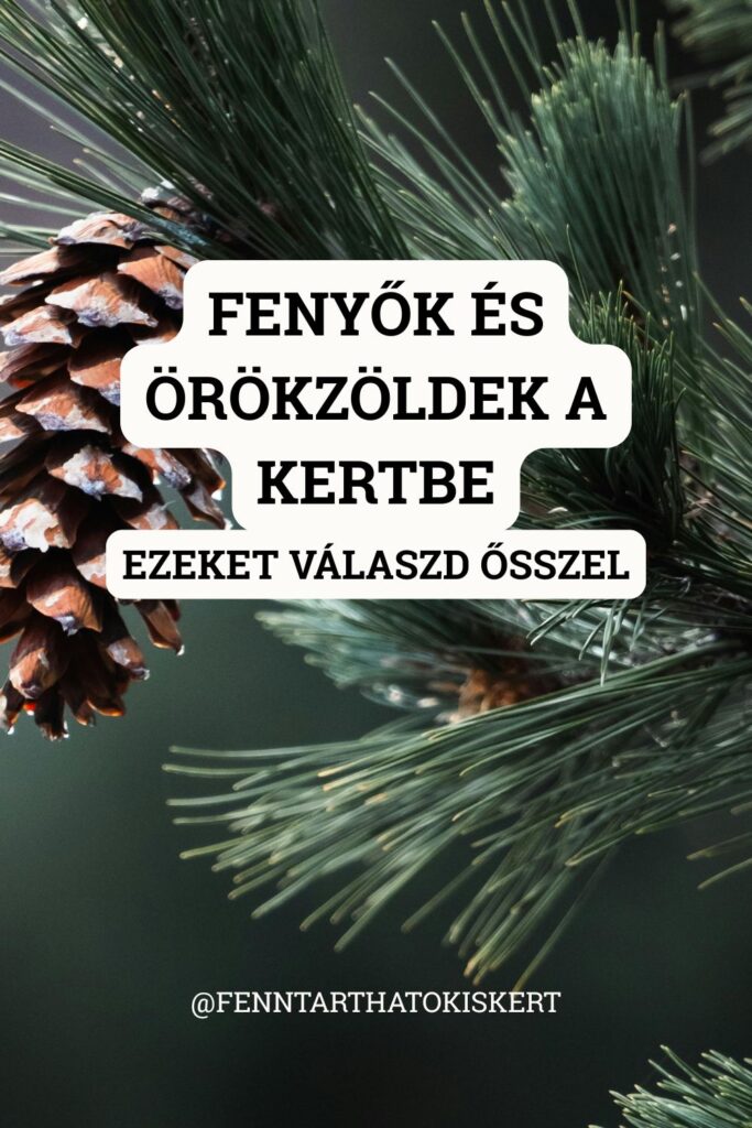 Kis kertbe is ültethetsz gyönyörű örökzöldeket, csak a megfelelő fajtát kell kiválasztanod. Mutatjuk, mely törpe fenyők, oszlopos borókák és karcsú örökzöldek lehetnek jó választások az őszi ültetéshez. 
