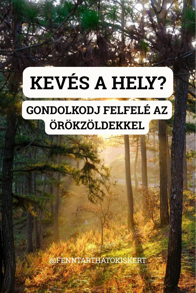 Egy keskeny örökzölddel akkor is létrehozhatsz hangsúlyos növényszigetet, ha nincs nagy kerted. Nézd meg, mely fajták lehetnek jó választások, és hogyan helyezd el őket.