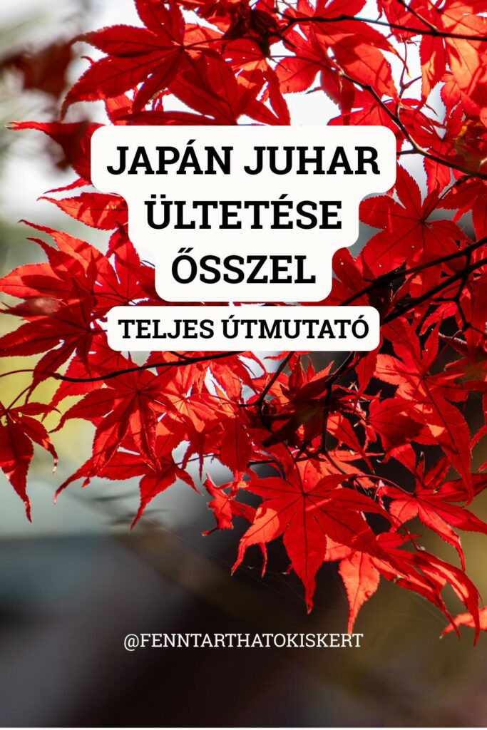 Fedezd fel, hogyan ültess japán juhart (Acer palmatum) savanyú talajú kis kertbe vagy kaspóba ősszel. Fajtaajánló, talajigény és fagyvédelem egy helyen.