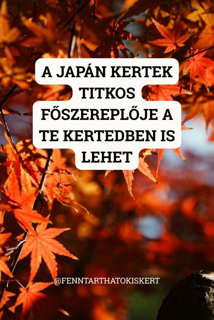 Nem kell hozzá nagy terület, csak egy jól megválasztott japán juhar. Nézd meg, hogyan építs köré hangulatos sarkot!