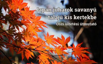 Japán juharok savanyú talajú kis kertekbe – őszi ültetési útmutató