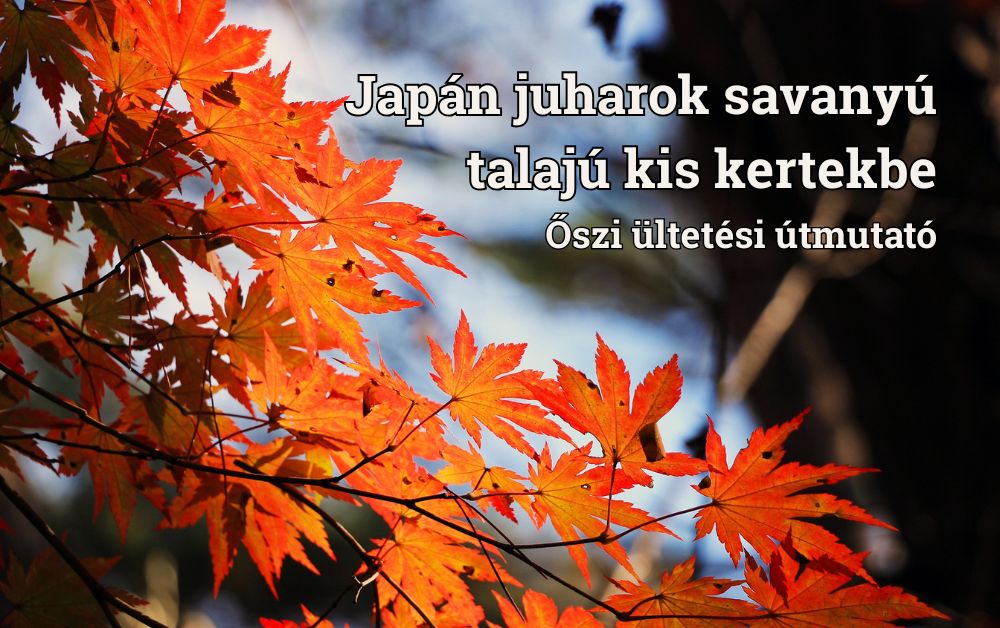 Japán juharok savanyú talajú kis kertekbe – őszi ültetési útmutató